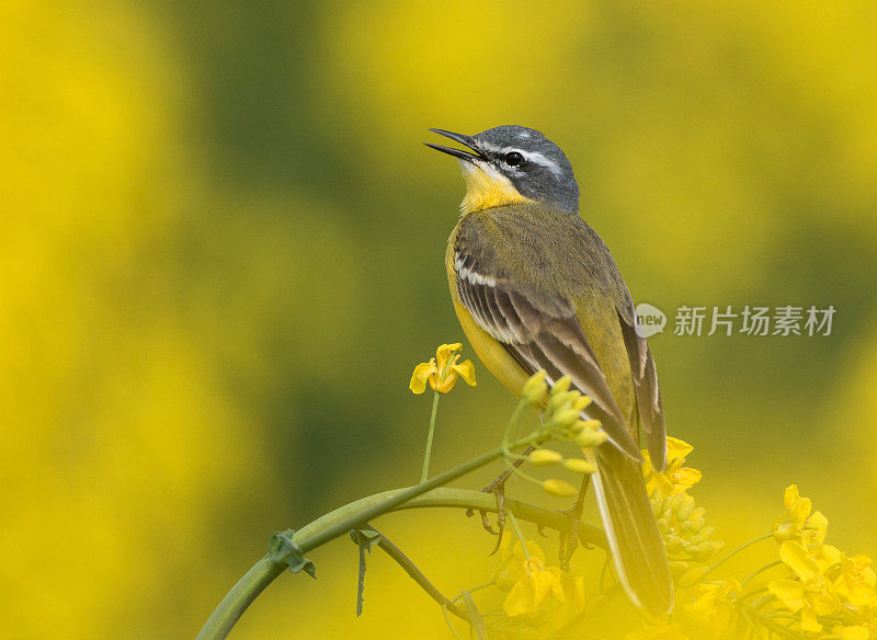 西黄瓦格尾 （莫塔西拉弗拉瓦） 油菜花